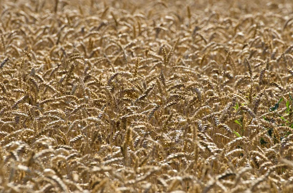 Rijp tarwe oren landbouw achtergrond — Stockfoto