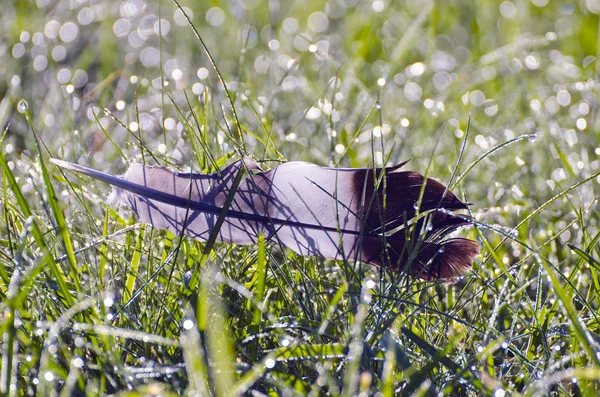 Άγριο πτηνό φτερό στο γρασίδι δροσερή το καλοκαίρι — Φωτογραφία Αρχείου