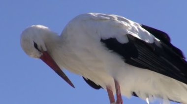 Deniz plaj sahil lamba üzerinde beyaz leylek (Ciconia ciconia)