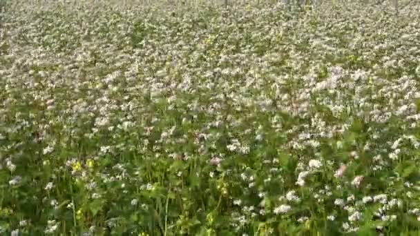 Beautiful buckwheat blossoming field in summer — Stock Video