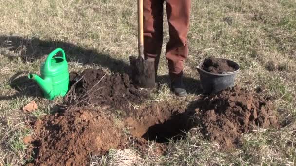 Apfelbaum im Frühlingsgarten pflanzen — Stockvideo