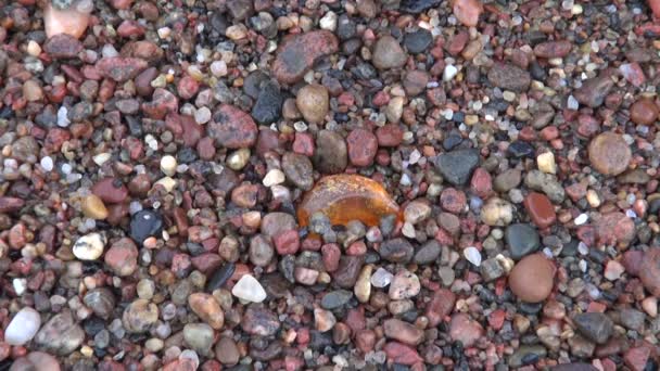 Hands collecting beautiful amber on Baltic sea beach — Stock Video