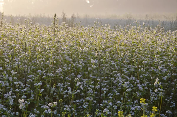 Flores de trigo sarraceno en el campo y la niebla de la mañana — Foto de Stock