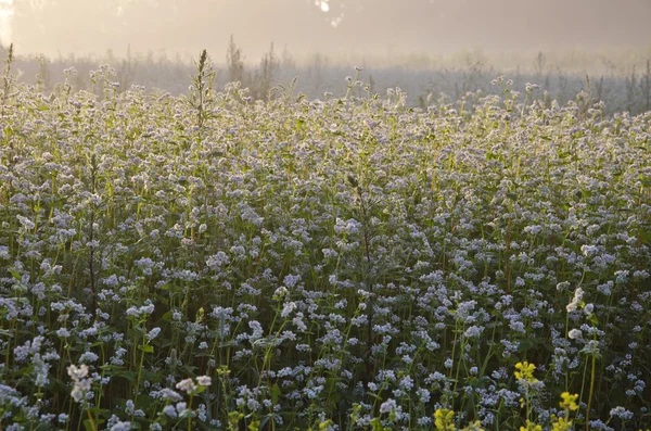 Buchweizenblüten auf Feld und Morgennebel — Stockfoto