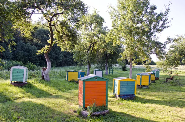 Honey Bee Hives Between Trees In Summer Garden — Stock Photo, Image