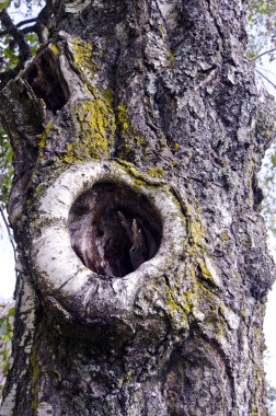 Eski huş sandık ile delik
