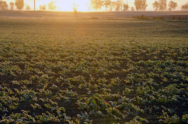 Rapsfeld auf Ackerland und Morgensonnenaufgang — Stockfoto