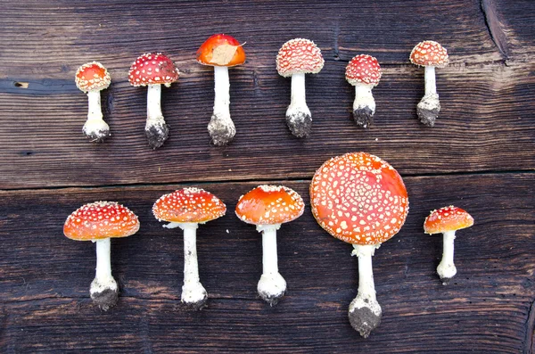 Mushrooms fly agaric group on on wooden background — Stock Photo, Image