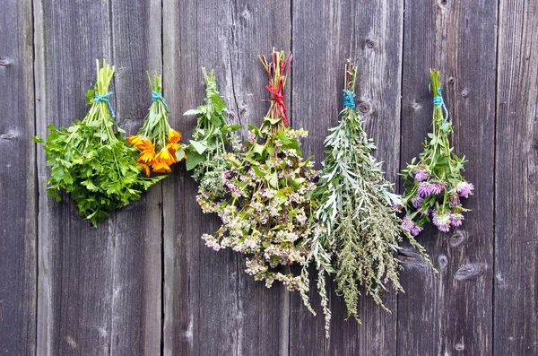 Diverses grappes d'herbes médicales sur vieux mur en bois — Photo