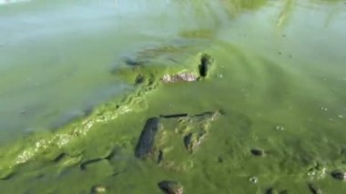 Kirlenmiş ot yosun yeşil göl su yaz aylarında