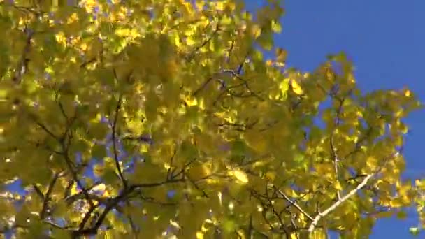 Piękna złota jesień las osika i wiatr — Wideo stockowe