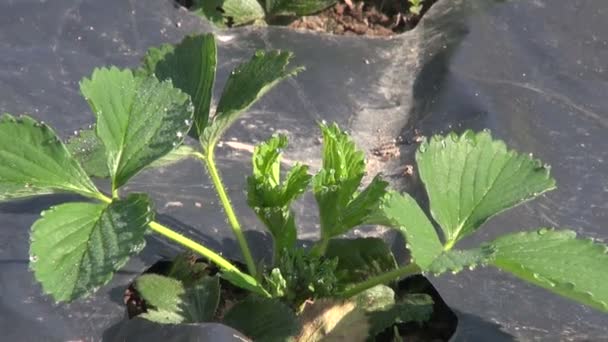 Jahody v zemědělské rostlinné lehátko — Stock video