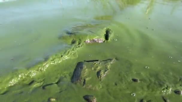 Algues nuisibles contaminées eau du lac vert en été — Video