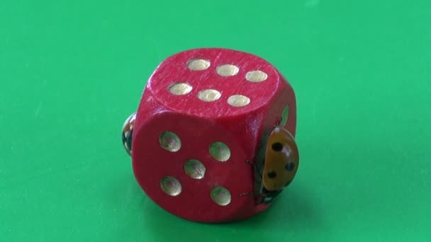 Two ladybug ladybird ladyluck on red game dice with number six — Stock Video