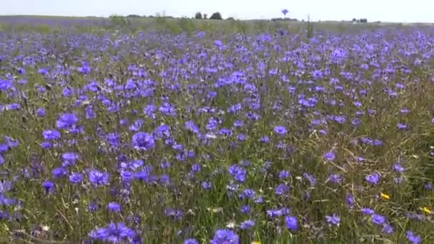 Prachtige blauwe Korenbloem bloemen bloemen zomer veld in wind — Stockvideo