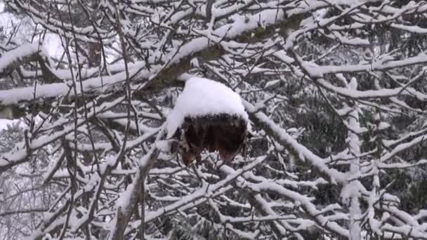 Nieve de invierno cayendo en granja jardín — Vídeos de Stock