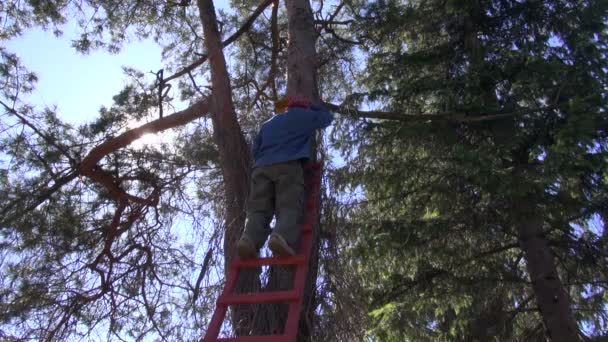 Hämmern hängt neuen Vogelhaus-Nistkasten an Baum — Stockvideo