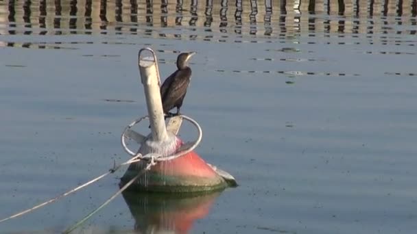 Vogelkormoran (phalacrocorax carbo) auf Boje — Stockvideo