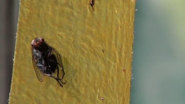 Fita adesiva de armadilha de insetos House-fly — Vídeo de Stock