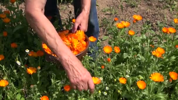 Mujer mayor recoger caléndula caléndula flores medicinales en el jardín de la granja — Vídeo de stock