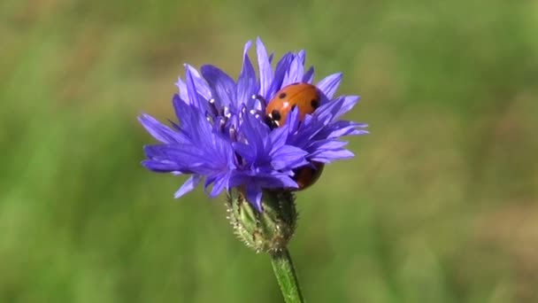 Beautiful insect ladybug ladybird on cornflower blossom — Stock Video