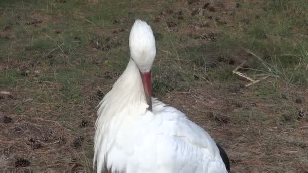 Hvit stork (Ciconia ciconia) – stockvideo