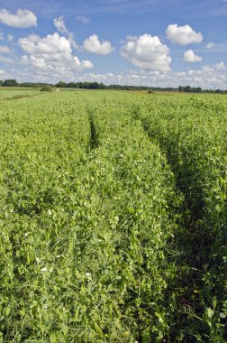 çiçek açması yaz saati tarım arazileri bezelye alan