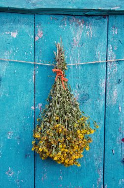 St Johns wort tıbbi çiçek grup yaz