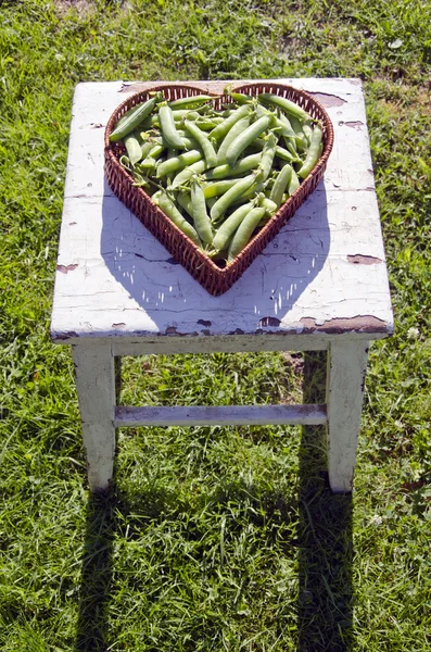 Vainas de guisantes en forma de corazón cesta en asiento viejo —  Fotos de Stock