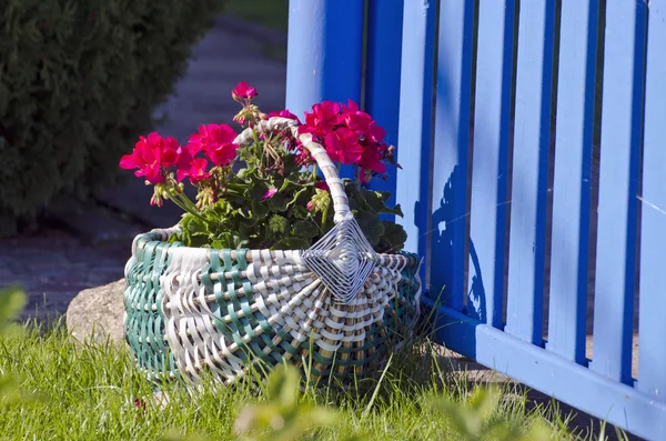 Beau panier décoratif avec des fleurs dans la cour — Photo