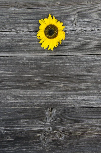 Old wooden gray plank board background with sunflower — Stock Photo, Image