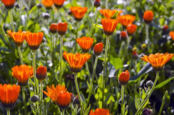 Fresh summer marigold calendula medical flowers — Stock Photo, Image