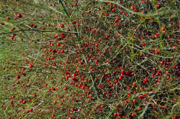 Herfst planten met berry natuur achtergrond — Stockfoto