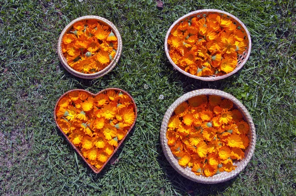 Fresh medical marigold calendula flowers in baskets on grass — Stock Photo, Image