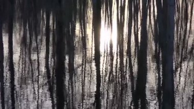 Güneş ışığı ve göl su ağaç yansımaları doğa arka plan ile