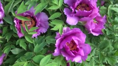 Güzel Şakayık çiçekleri bush yaz bahçesinde