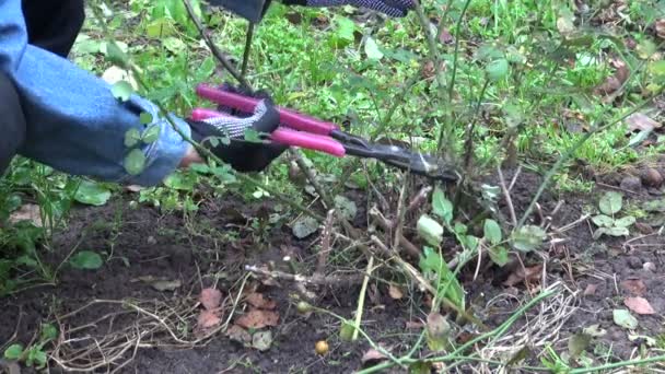 Jardineiro no outono jardim cortado com tesoura cortador subiu haste — Vídeo de Stock