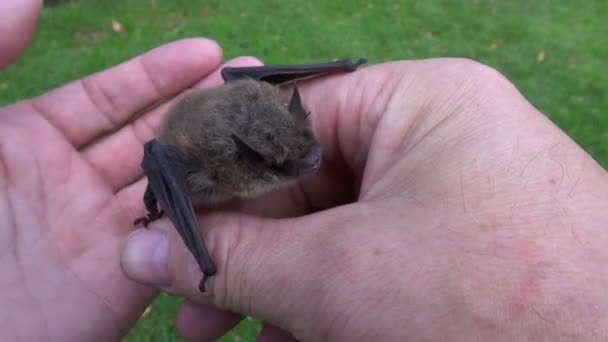 Morcego mamífero Nathusius pipistrelle (Pipistrellus nathusii) em mãos naturalistas — Vídeo de Stock
