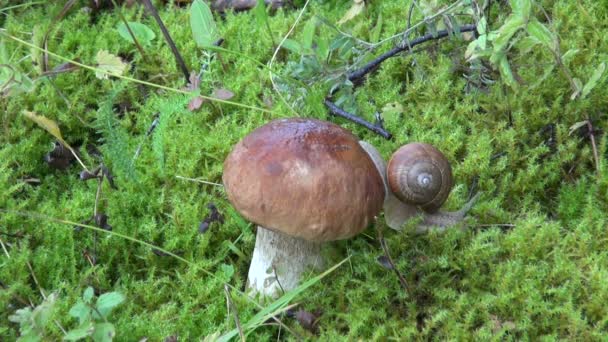 Lumaca animale su bel fungo boletus sul muschio — Video Stock