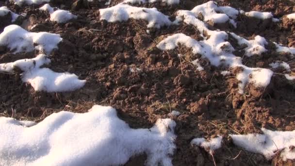 Champ agricole effleuré couvert de première neige en hiver — Video