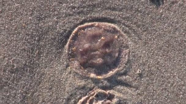 Kwallen medusa op oceaan strand zand na storm — Stockvideo