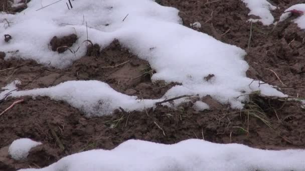 Zaorane pole rolnych objętych pierwszym śniegu w zimie — Wideo stockowe