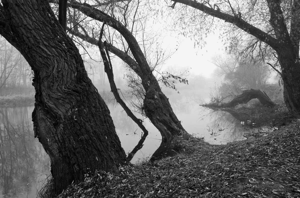 Autum River b & w maisema puulla ja aamusumu — kuvapankkivalokuva