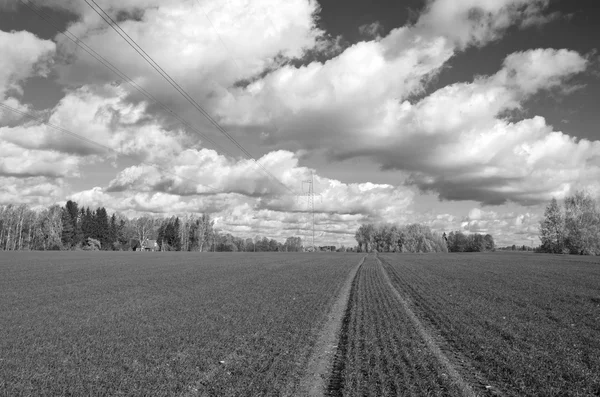 Podzimní farmu pole s zelené obilí plodin a traktor stopy — Stock fotografie