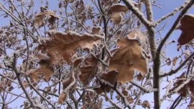 Kış hoarfrost in Rime ı bir kuru meşe ağacının yaprakları
