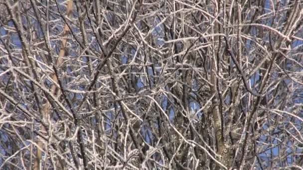 Krásné zimní jinovatka jinovatka na lesní strom a obloha — Stock video