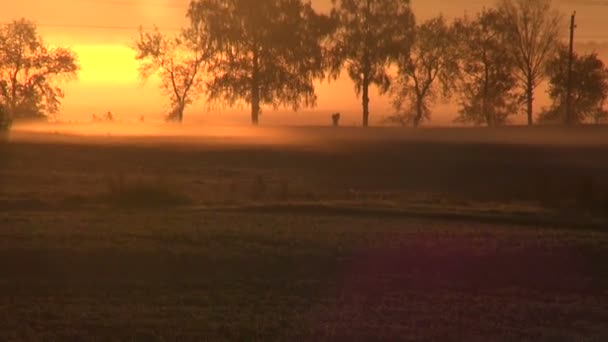 Hermosa salida del sol otoño la luz del sol en los campos agrícolas y las heladas en las plantas de colza — Vídeos de Stock