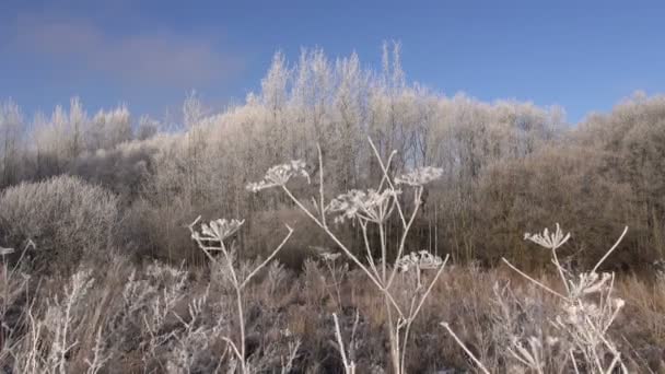 Bel paesaggio invernale e hoarfrost — Video Stock