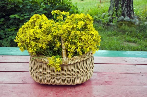 Hierba fresca de San Juan en la cesta en la mesa de madera —  Fotos de Stock