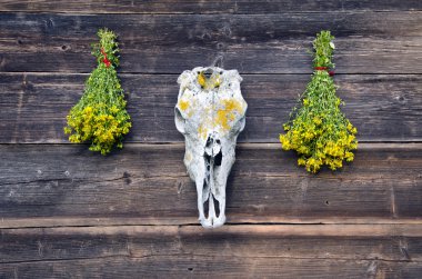 St Johns wort çiçek duvar at kafatası kafatası ve iki grup